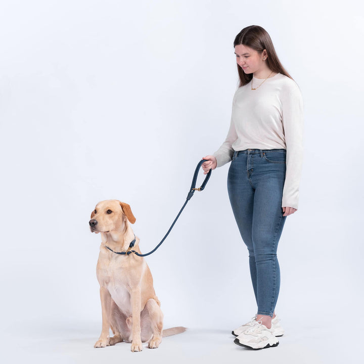 City Dog Leash