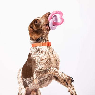 awoo-pets-sweethearts-felt-dog-toy-34445847560303__PID:3afd7afd-2868-4874-9495-18ae82657189