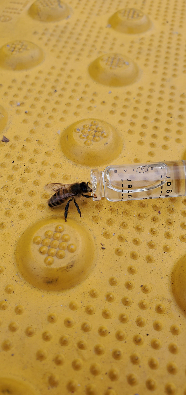 Bee Revival Kit - Butterfly & Bee Reviver, Keychain, Black or Gold